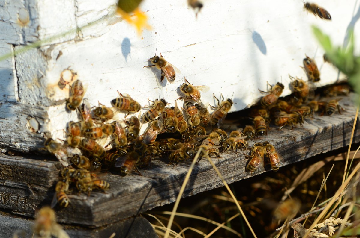 beebutterflyorg's tweet photo. Attention beekeepers! Your bees deserve the best forage and we're here to help! We have FREE Seed A Legacy program flyers that you can include in your rent packets. DM us or email info@beeandbutterflyfund.org to request some. #bees #habitat #midwest https://t.co/ehD4UGE3nL