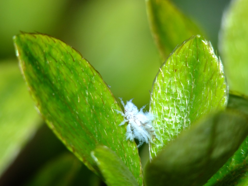 エノキワタアブラムシ Twitter Search Twitter