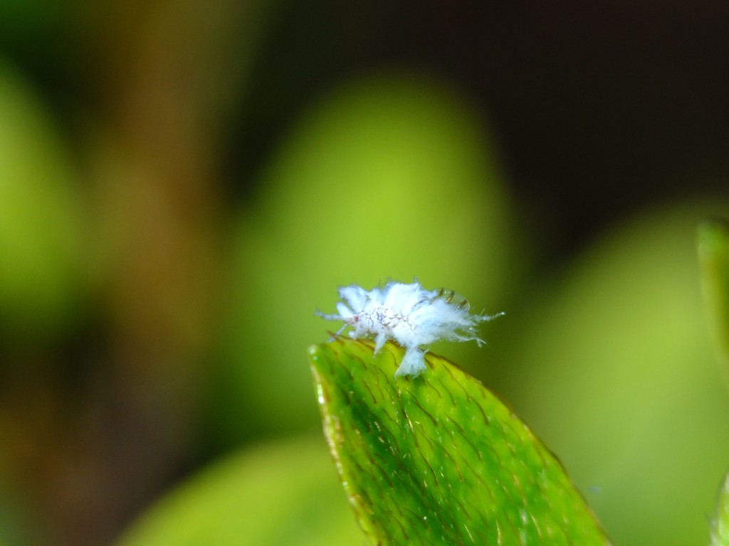 エノキワタアブラムシ Twitter Search Twitter