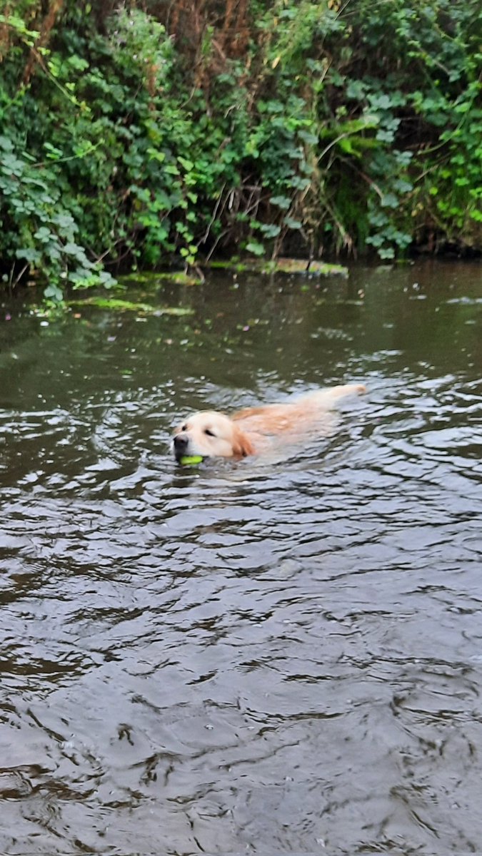Swims! I love swimming so much.
#GoldenRetrievers #dogsoftwitter