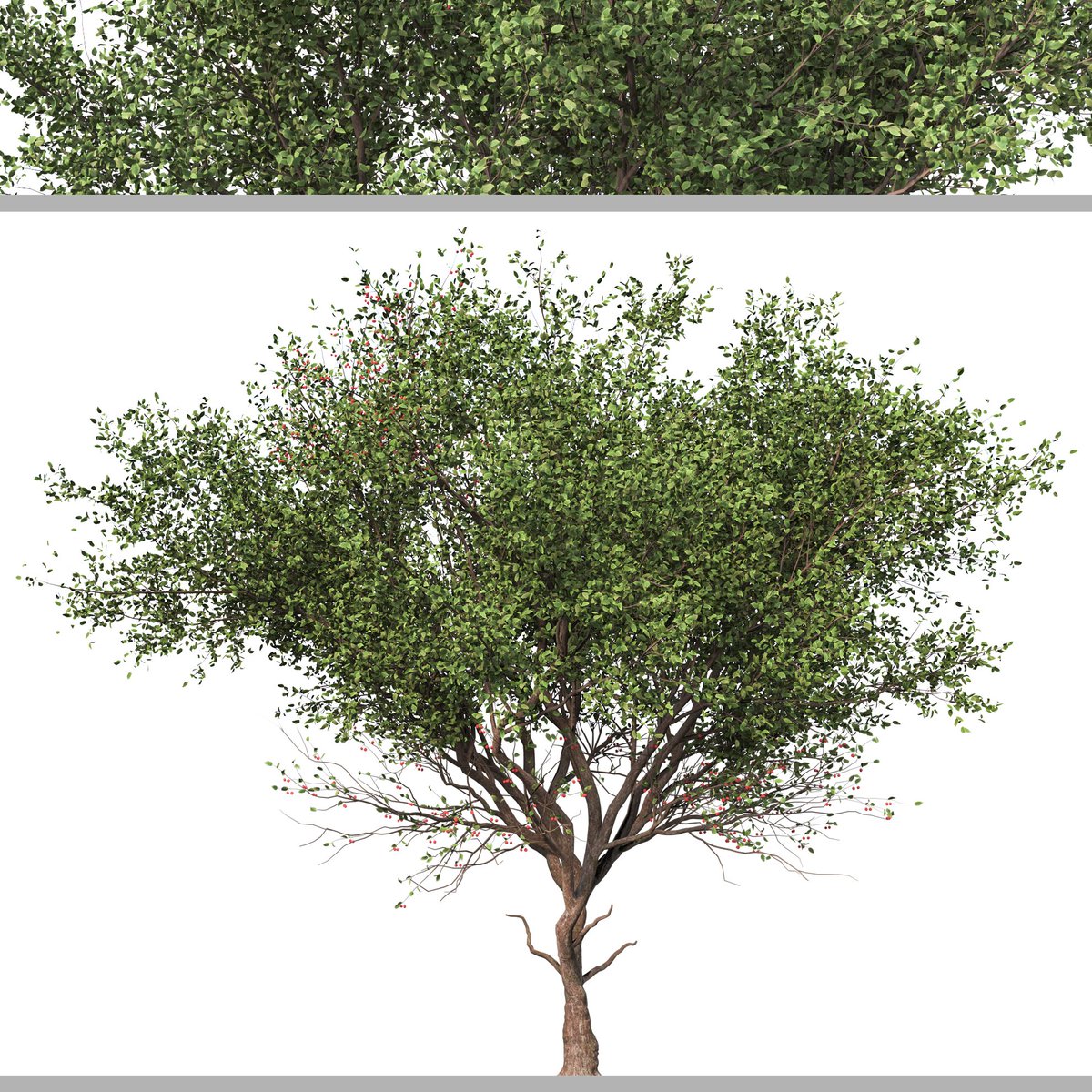 moonikoffice's tweet photo. Set of Cerasus Pseudocerasus Tree (2 Trees)
Chinese Cherry or Prunus pseudo-cerasus, the Chinese sour cherry or just Chinese cherry, is a species of cherry native to China and is used worldwide as an ornamental for its early spring cherry blossoms.
https://t.co/gLyEti1g9S https://t.co/1VgTxeilDy
