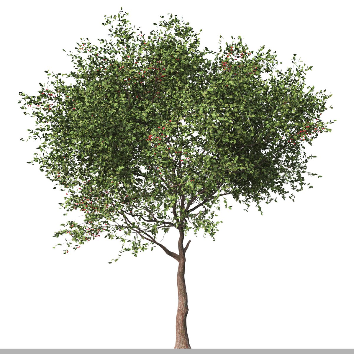 moonikoffice's tweet photo. Set of Cerasus Pseudocerasus Tree (2 Trees)
Chinese Cherry or Prunus pseudo-cerasus, the Chinese sour cherry or just Chinese cherry, is a species of cherry native to China and is used worldwide as an ornamental for its early spring cherry blossoms.
https://t.co/gLyEti1g9S https://t.co/1VgTxeilDy