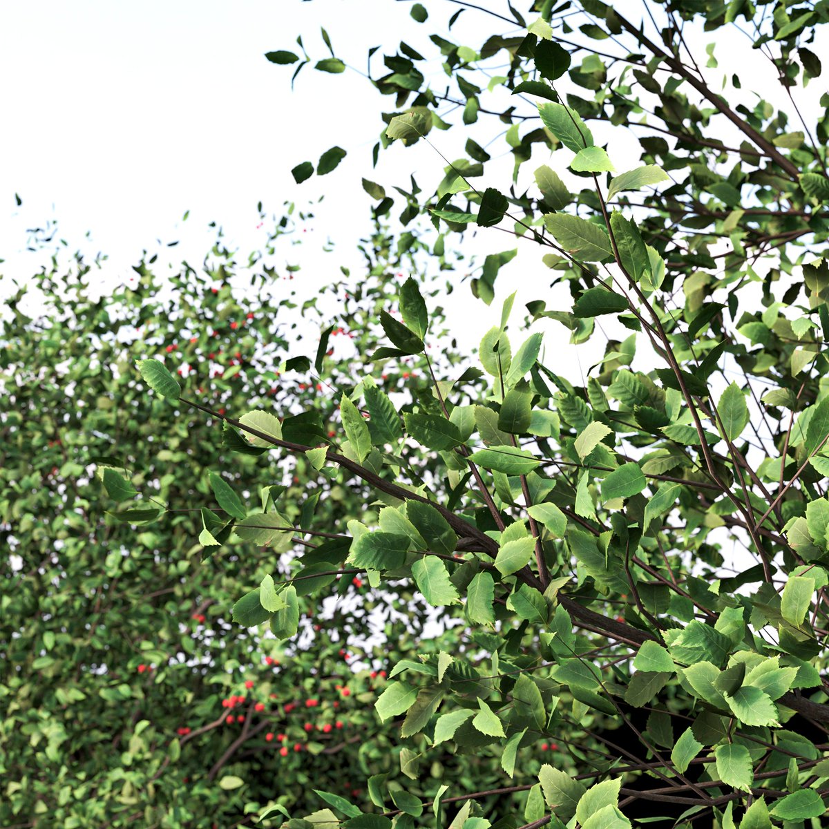 moonikoffice's tweet photo. Set of Cerasus Pseudocerasus Tree (2 Trees)
Chinese Cherry or Prunus pseudo-cerasus, the Chinese sour cherry or just Chinese cherry, is a species of cherry native to China and is used worldwide as an ornamental for its early spring cherry blossoms.
https://t.co/gLyEti1g9S https://t.co/1VgTxeilDy