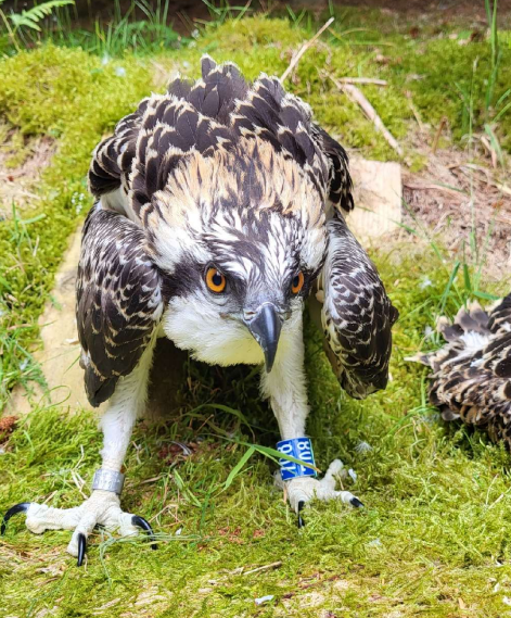 geemeff's tweet photo. #NEWS #NEWS! @TweedOspreys chick names update! The #FlightOfTheOsprey expedition team are en route to reveal the names of the three male #Osplets #Blue706, #Blue707 and #Blue708 Can't wait to hear what's been chosen! @C_no_borders #FOTO team will be following them on #migration https://t.co/40wNgkopLP