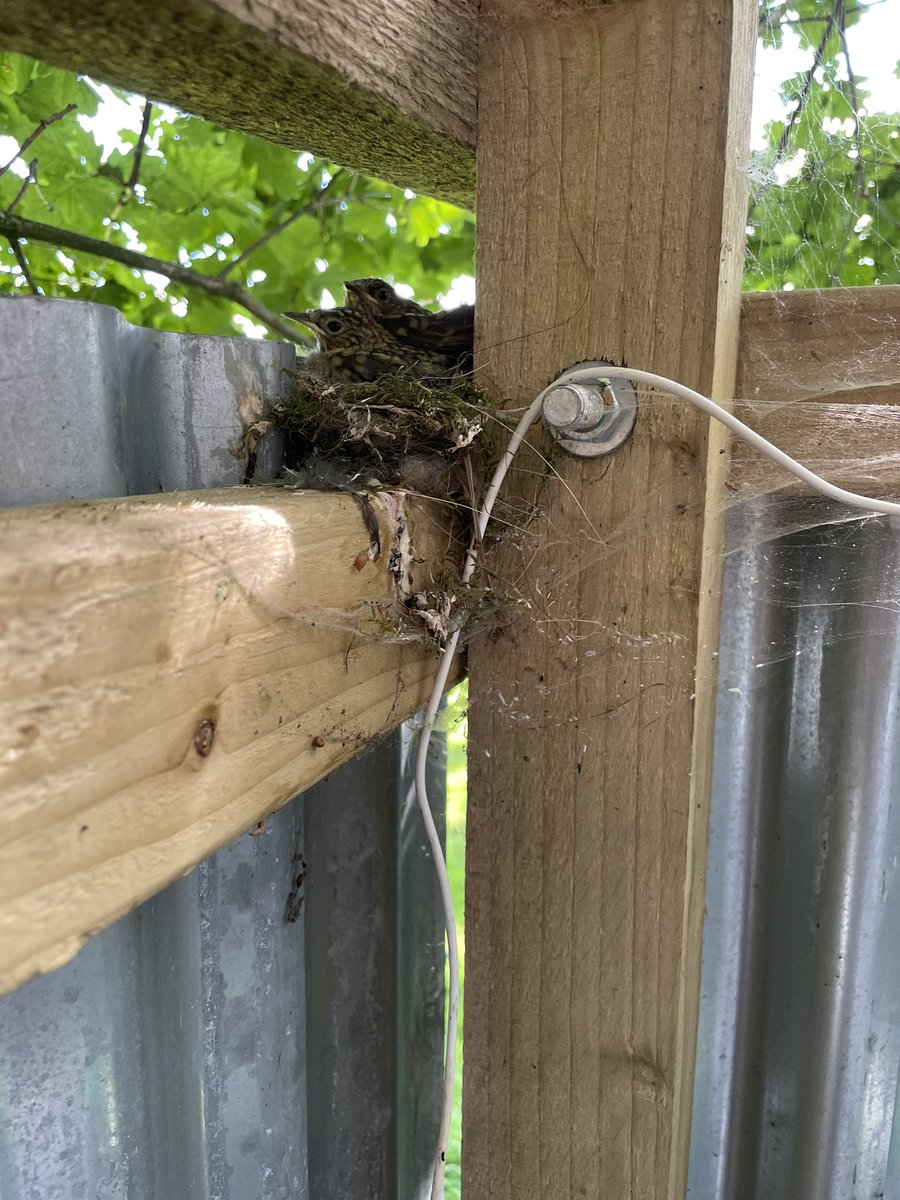Look at our meadow pipit babies, all cosy in the shower block 😍 but big enough to spread their wings and fly!