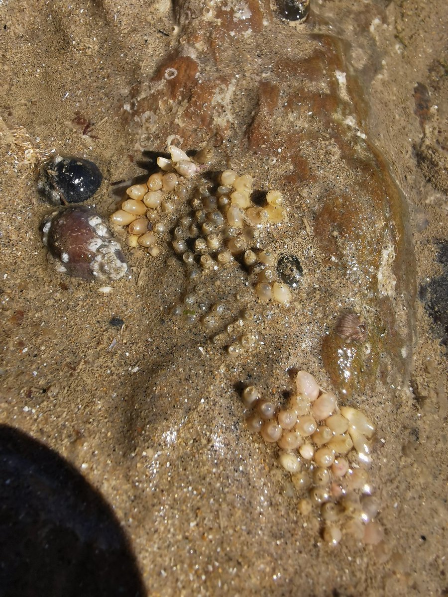 CommunityS_2021's tweet photo. Thank you to everyone who joined us for today's Rockpool Ramble. We found lots of biodiversity hidden in the pools of water, including shrimp, compass Jellyfish, sea squirts, rock oysters, Cuttlefish eggs, whelk eggs, and soo much more.

#RockpoolRamble #WaterwaysCommunity https://t.co/EYlKz4fxYk