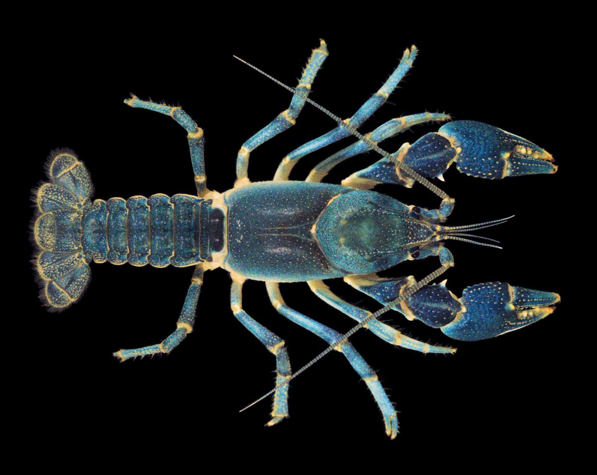 BWWilliamsLab's tweet photo. DYK: North Carolina and South Carolina together are home to 68 named crayfish species - at present (!!) - representing 7 genera. 49 named species occur in NC; 39 named species occur in SC, with an overlap of 20 species. Images by @NCWildlife biol. Michael Perkins
#CrayWeek https://t.co/KpwwRsxsh6