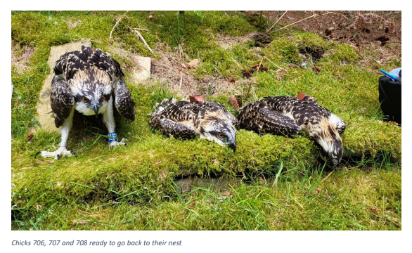 C_no_borders's tweet photo. The #FlightOfTheOsprey expedition team is delighted to be attending @TweedOspreys today to meet up with the #Osplets we filmed being ringed and tagged on July 12 - we have the honour of revealing the names of brothers #Blue706, #Blue707 &amp; #Blue708 #TogetherWeFly #migration https://t.co/ieeWP4amQ6
