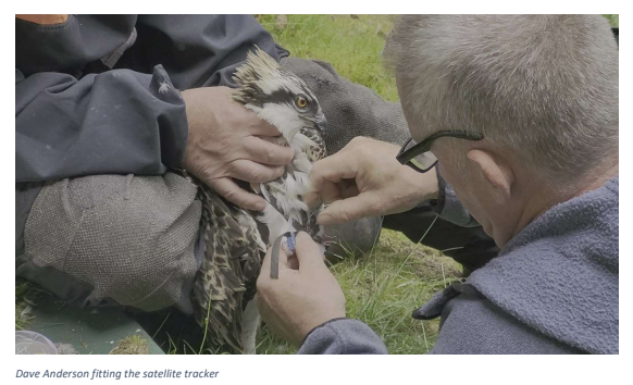 C_no_borders's tweet photo. The #FlightOfTheOsprey expedition team is delighted to be attending @TweedOspreys today to meet up with the #Osplets we filmed being ringed and tagged on July 12 - we have the honour of revealing the names of brothers #Blue706, #Blue707 &amp; #Blue708 #TogetherWeFly #migration https://t.co/ieeWP4amQ6