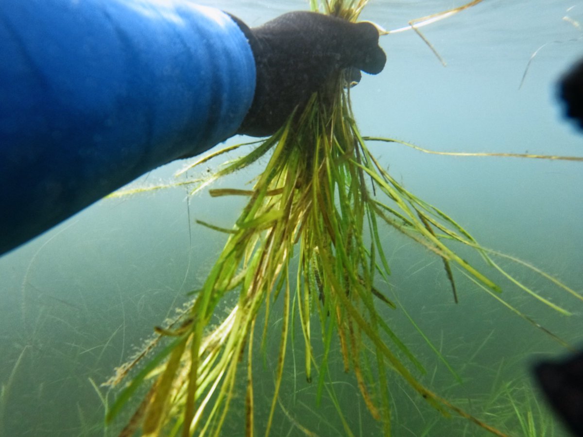 Nothing more flattering than a snorkelling selfie!?! Maybe an accidental one even more so 😂 Nonetheless, showing off one of my beautiful bunches of seeds this morning!🌱💚 Promise I was enjoying myself 😄🎉🌊 #seagrass #seedsofhope #marinerestoration