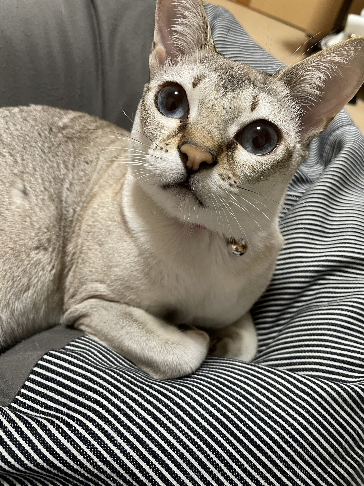 シンガプーラ好き Rit Naana775nanalu Twitter