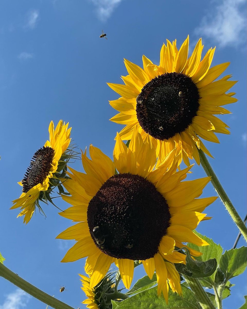 Good Morning!
Just strolling around in the garden.
 🌸🌺🌼
More and more are popping up every day!
#VincentRugani #SeedsToLife #Journeyofaseed @vincent_rugani_sr <a href="/flatscreenclean/">Rugani & Rugani LLC.</a>