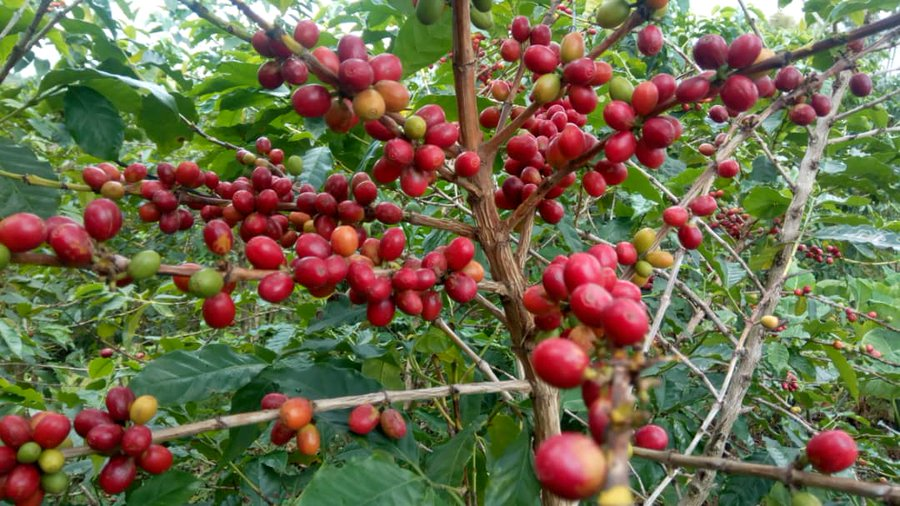 CrownAgrotours's tweet photo. Short story of Rwandan Coffee. https://t.co/M3B8dLdO0r