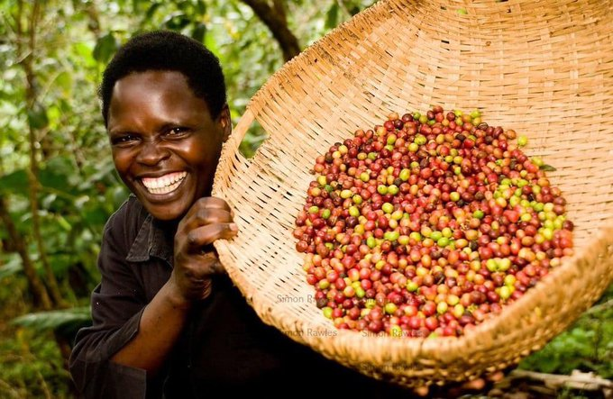 CrownAgrotours's tweet photo. Short story of Rwandan Coffee. https://t.co/M3B8dLdO0r