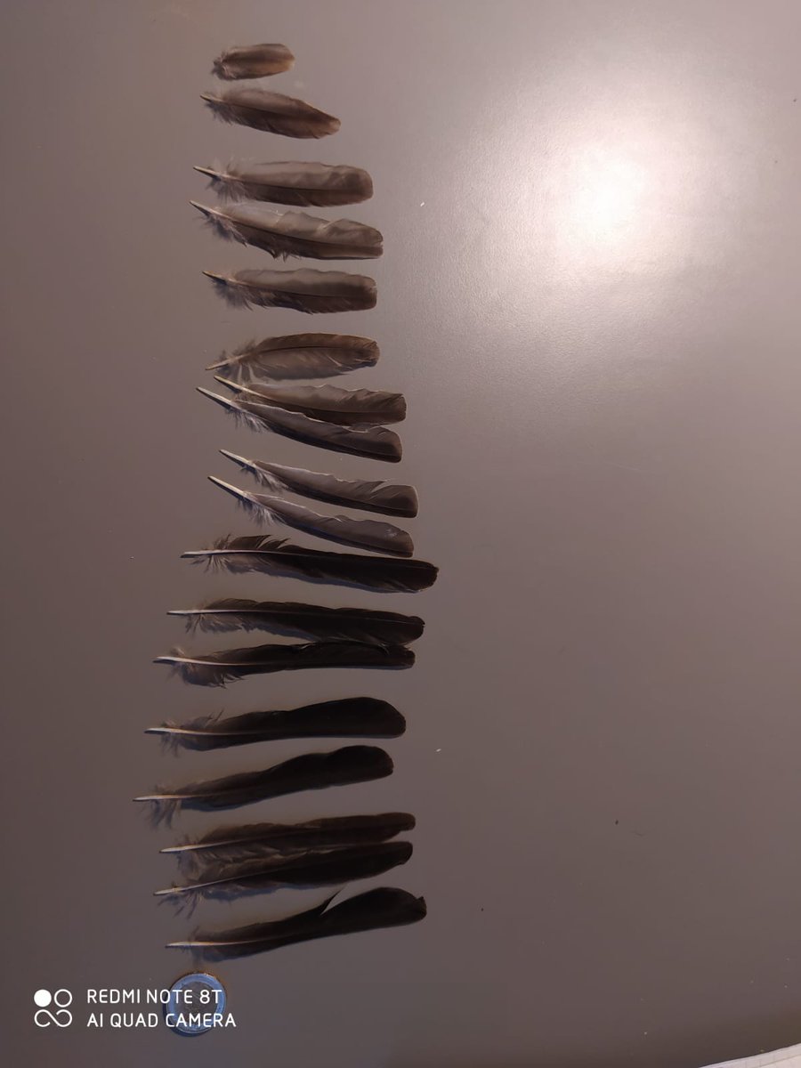francescamalca3's tweet photo. Cute and small guide on how to identify common feathers and below some feathers of my collection (of which I am very proud) 🐦🪶🪶🪶
#birds #feathers #nature #naturalist #wildlife 
https://t.co/DSIYrgKgB1 https://t.co/599sbUcwEp
