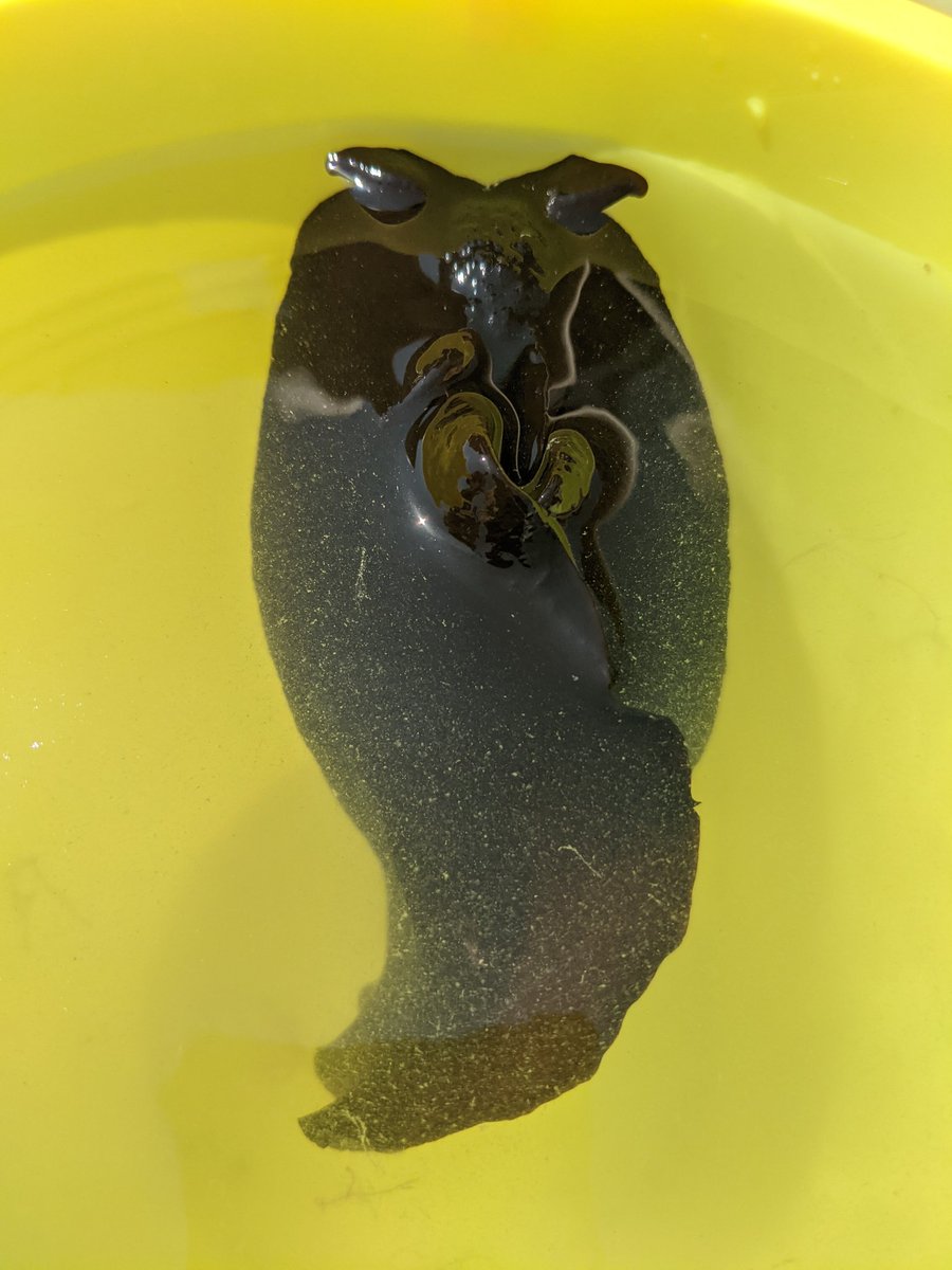 You know you raised your kids right when the highlight of family week at the beach is (gently) catching a sea hare!