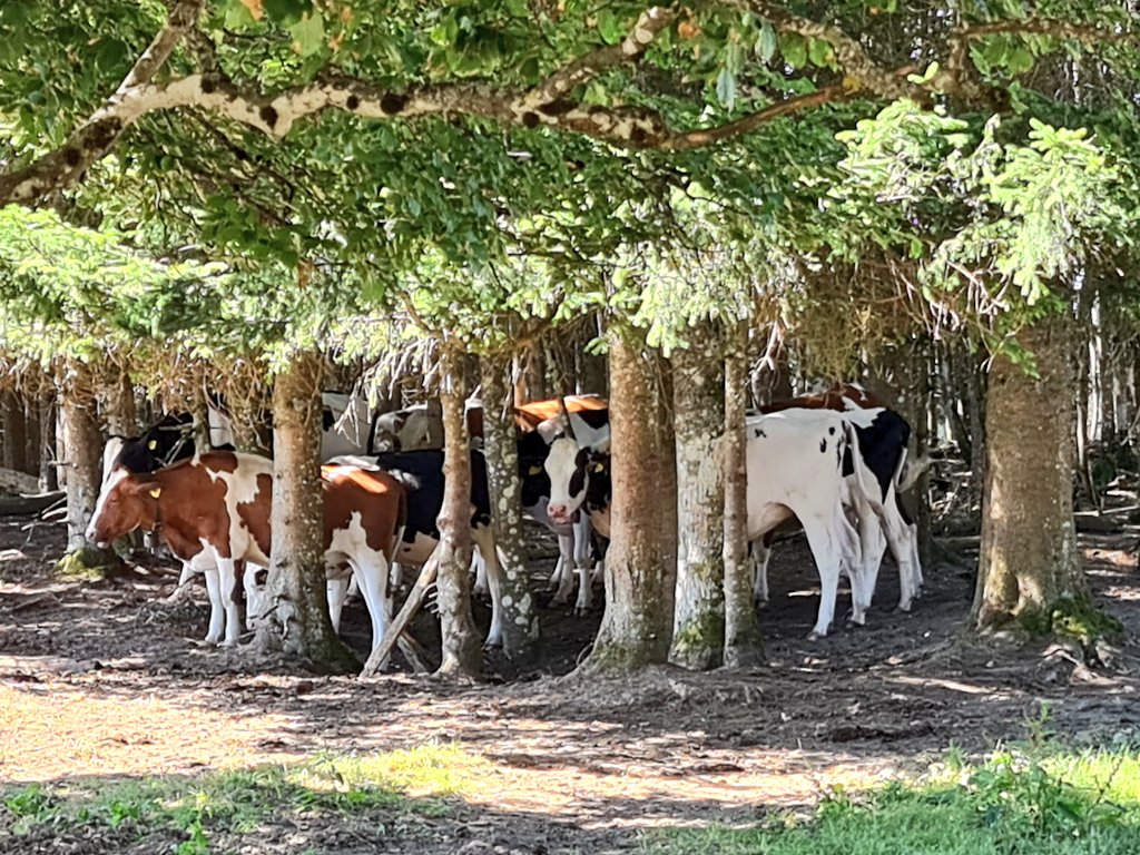 Wandelvrouw's tweet photo. Ik moet hier op de #Viaberna heel vaak aan onze Nederlandse koeien denken, die zonder enige beschutting op enorme weilanden staan. Geen boom te vinden in het kader van efficiëntie. Wat doen wij onze koeien aan? #boeren #boerenverstand https://t.co/Vcyqax95Ze