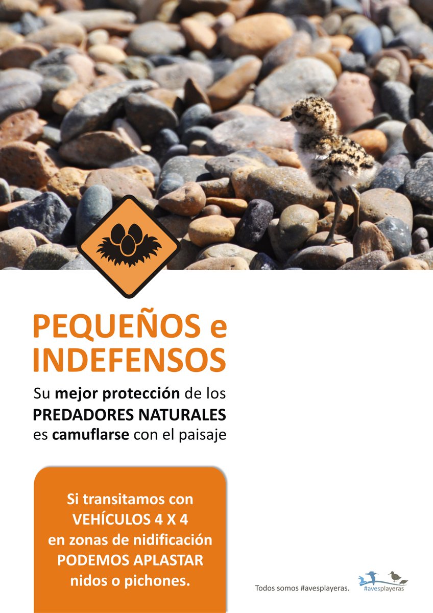 avesplayeras's tweet photo. Repitan conmigo. Vehículos en playas, dunas y humedales: NO, NO y NO! #avesplayeras https://t.co/e9QevleQ18