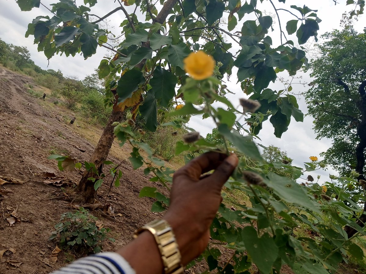 elhadjham's tweet photo. La pause après un tour à #NOTSE puis à #SAGADA, non loin du #Fleuve #Mono. Objectif : acheter des terres fertiles pour la promotion de l'agriculture au #TOGO. Une gorgée chez mes esclaves #Peulh qui m'ont offert une tasse de lait, nono naa korê. #TgTwittos , #tt228. https://t.co/S8OSR8aBje