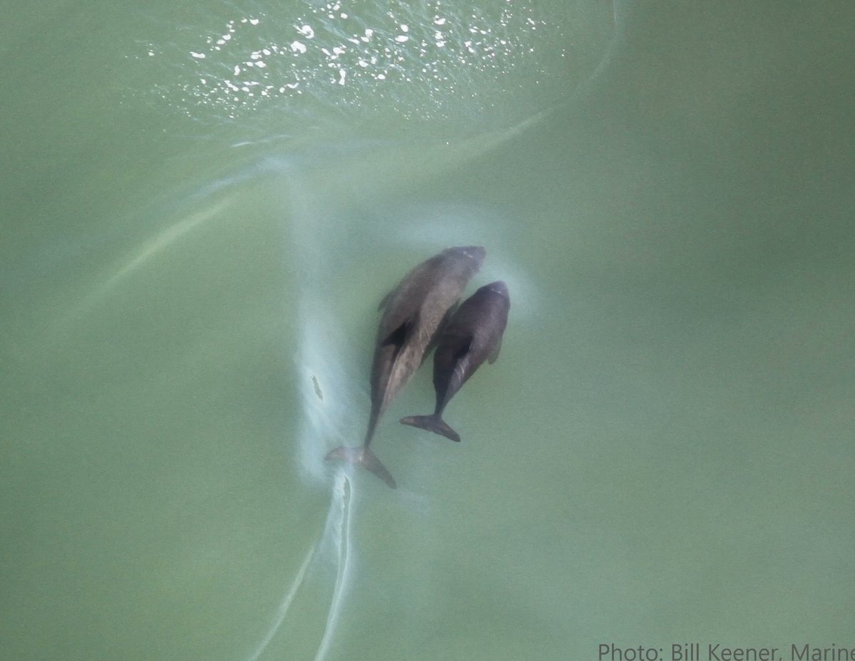 Have you heard explosives are used in CA fisheries? Harbor porpoises reduce echolocation & possibly leave important habitat following explosions in Monterey Bay, CA.  Check out my #smm2022 virtual talk 

#Bioacoustics @NOAAFish_WCRO @MBNMS @MBARI_News @NPS_Monterey