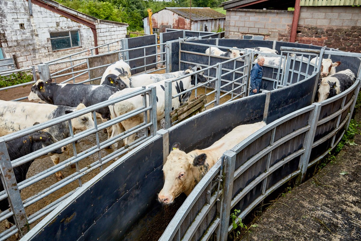 The young heifers are bought in for weighing. We aim to put them into calf with the bull when they are two years old to optimise their lifetime reproductive performance in the herd, but to achieve this they have to be carefully managed #Farm24