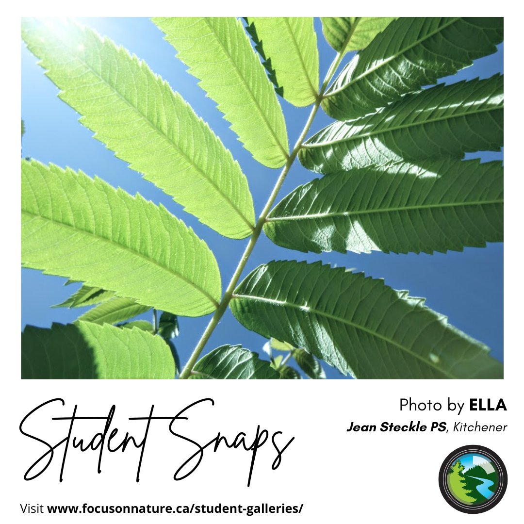 focusonnatureca's tweet photo. Line, texture, and especially tone were captured expertly in this photo by Ella!
#focusonnature #studentsnaps #youngphotographer #outdoorlearning #photographychallenge #ontarionature #naturephoto https://t.co/E6ytIzTy7H