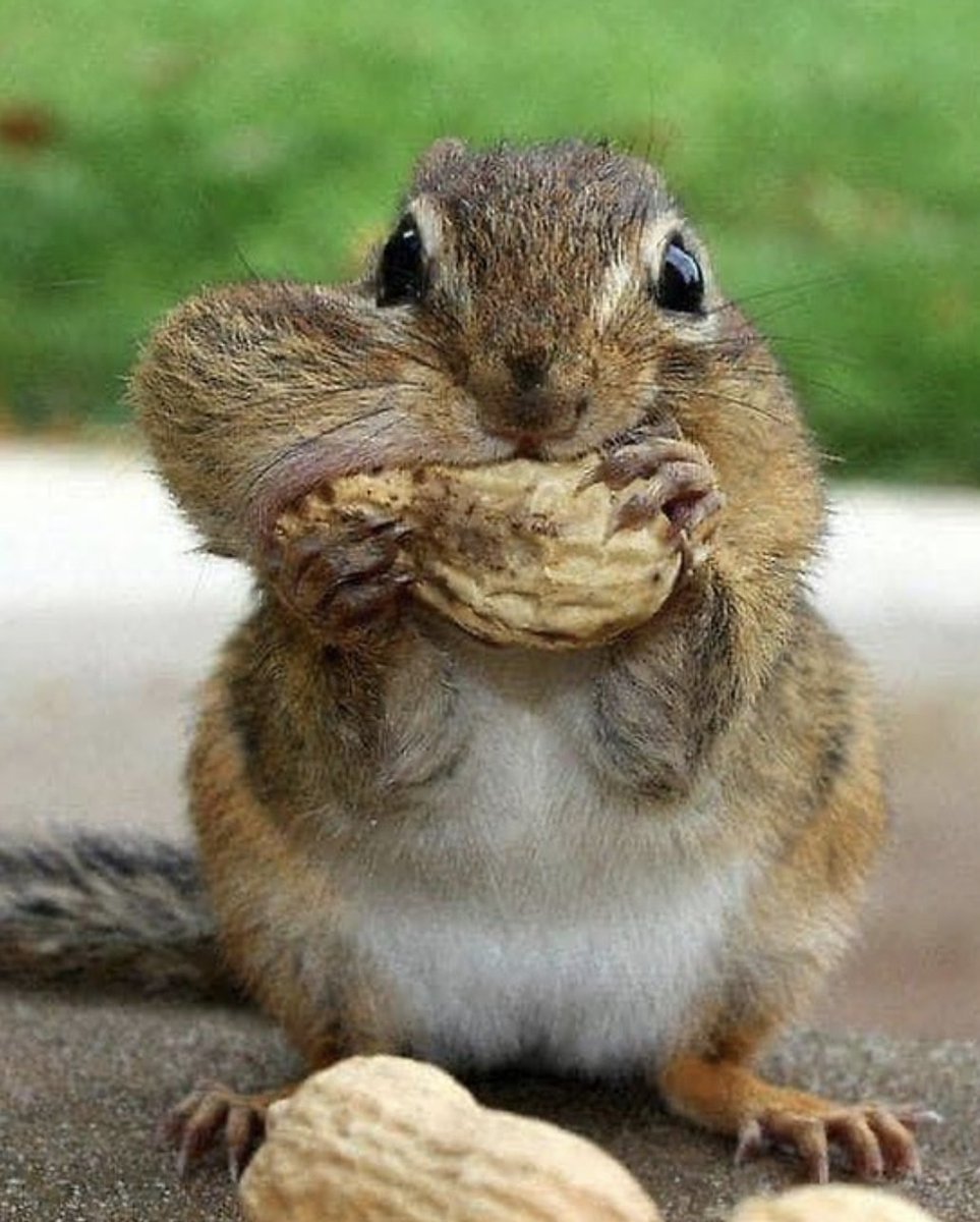 ECrowens's tweet photo. #eattoomuch #eatingout #atetoomuch #gorge #stuffyourface #stuffmyface #stuffedbelly More than you can #chew and #swallow https://t.co/aXBzlb23Pe