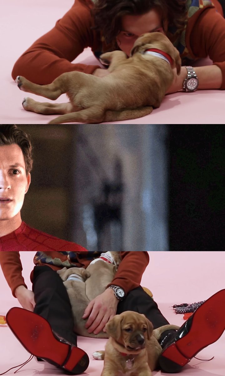 buzzfeedpuppies's tweet photo. open for a surprise 
@TomHolland1996 https://t.co/MAnNlWETkl