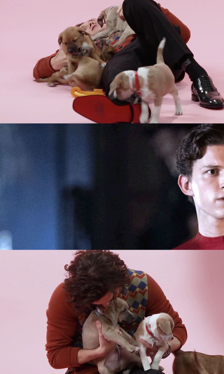 buzzfeedpuppies's tweet photo. open for a surprise 
@TomHolland1996 https://t.co/MAnNlWETkl