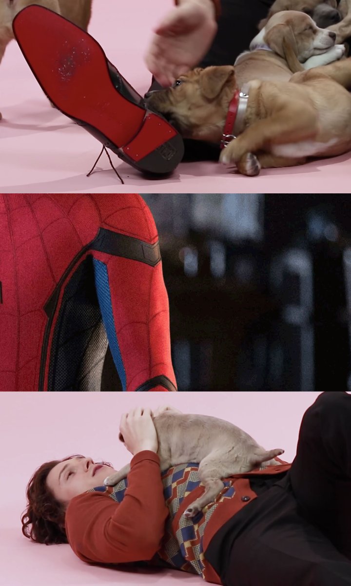 buzzfeedpuppies's tweet photo. open for a surprise 
@TomHolland1996 https://t.co/MAnNlWETkl
