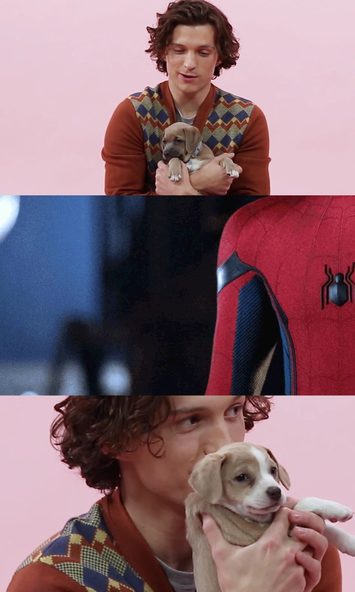 buzzfeedpuppies's tweet photo. open for a surprise 
@TomHolland1996 https://t.co/MAnNlWETkl