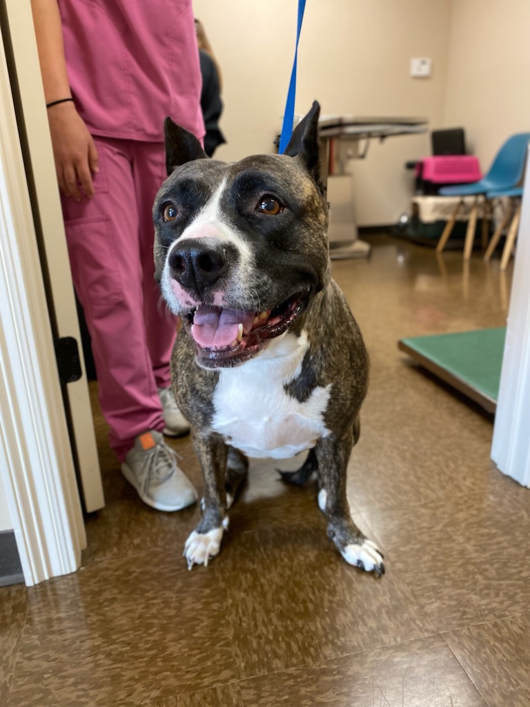 MS_SPAN's tweet photo. Miss Star was a model patient at our wellness clinic!

If your pet has already been fixed and you need vaccines, blood work or heartworm testing/treatment, request an appointment! https://t.co/2zRC12Ci1x https://t.co/sKNFQowLno