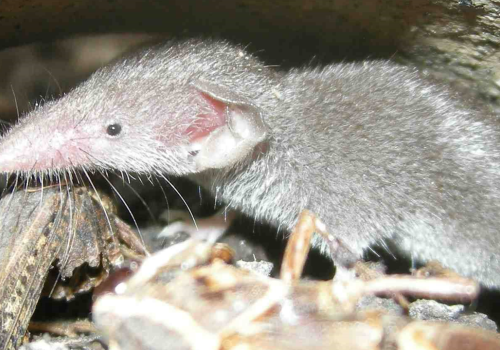 La_Nota_Stonata's tweet photo. Suncus etruscus, Crocidura leucodon, Crocidura suaveolens. Also Muscardinus avellanarius. Crucial to the research was several wads of Asio otus. Next step: scientific publications. #quarrylife2022 #italcementi #Castenedolo @COLLINACASTAGNI @ch_soccini @matteocavagnin1 @shanesparg https://t.co/iSLJm4hp7K