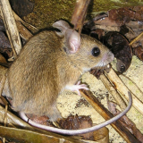 La_Nota_Stonata's tweet photo. Suncus etruscus, Crocidura leucodon, Crocidura suaveolens. Also Muscardinus avellanarius. Crucial to the research was several wads of Asio otus. Next step: scientific publications. #quarrylife2022 #italcementi #Castenedolo @COLLINACASTAGNI @ch_soccini @matteocavagnin1 @shanesparg https://t.co/iSLJm4hp7K