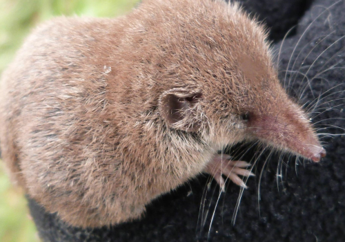 La_Nota_Stonata's tweet photo. Suncus etruscus, Crocidura leucodon, Crocidura suaveolens. Also Muscardinus avellanarius. Crucial to the research was several wads of Asio otus. Next step: scientific publications. #quarrylife2022 #italcementi #Castenedolo @COLLINACASTAGNI @ch_soccini @matteocavagnin1 @shanesparg https://t.co/iSLJm4hp7K