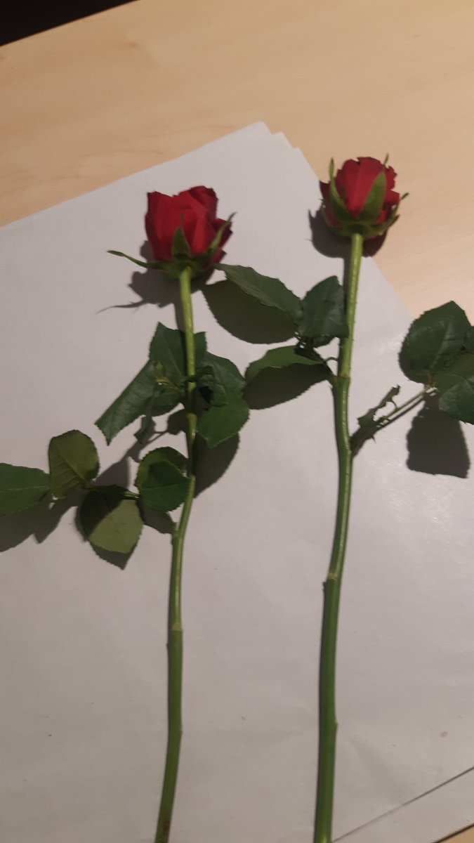 Maarja_dan's tweet photo. Of je krijgt zo maar ineens 2 rozen van een man in motorpak ...en helm op je werk ....🙈🙈 https://t.co/lDTPI8m1PS