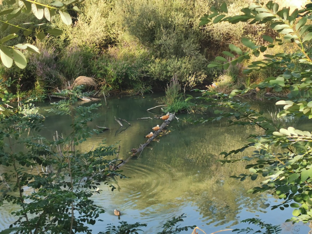 KatySnchez's tweet photo. Mis paseos por el Pardo. Senda fluvial del Manzanares. Patos del Nilo. #ElParto #patos #riomanzanares https://t.co/QrNpnxKDz2