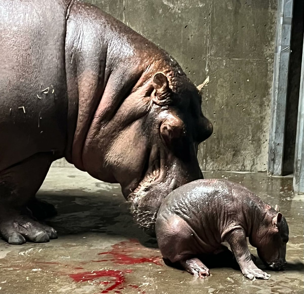 ENQThingsToDo's tweet photo. Bibi had a baby @CincinnatiZoo!!
What's the perfect #Fiona sibling name?
Drop your ideas in the replies. 🦛 https://t.co/PLEBjSt4rq