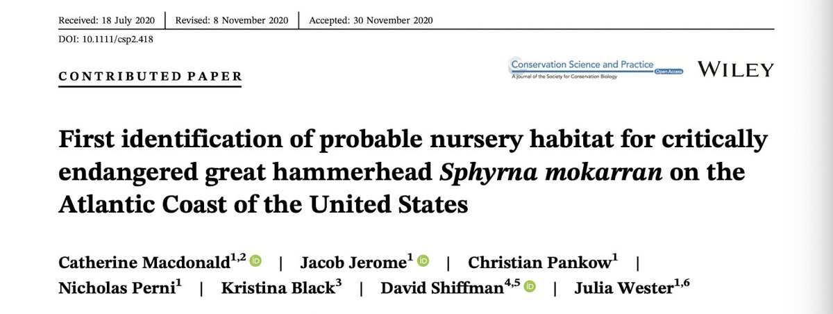 Important discovery of a possible Great Hammerhead (Sphyrna mokarran) shark nursery in Florida! This is the FIRST nursery found on the Atlantic Coast for the critically endangered species! 
bit.ly/3bpCz25
#SharkScienceMonday
#SharkNews
#SeasideSharkScience