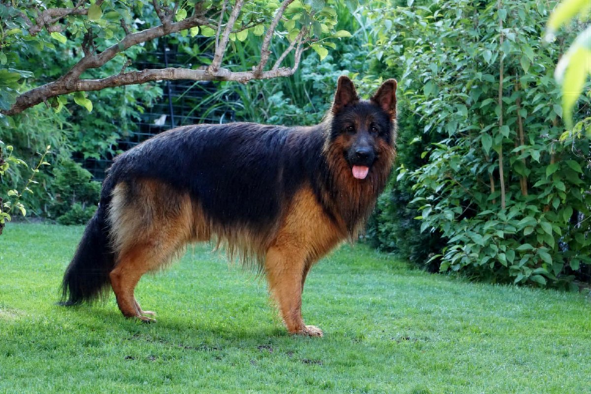 Doglles_ShopiAZ's tweet photo. What do you #need to #know about the #German #Shepherd Long #Hair
#German #shepherd #dogs are #friendly, witty, and strong-willed. The German shepherd long hair #breed is #unique and considered a miracle. #Find out why before #adopting one.
https://t.co/1RDUbpPKIM https://t.co/zLAIFYQEPS