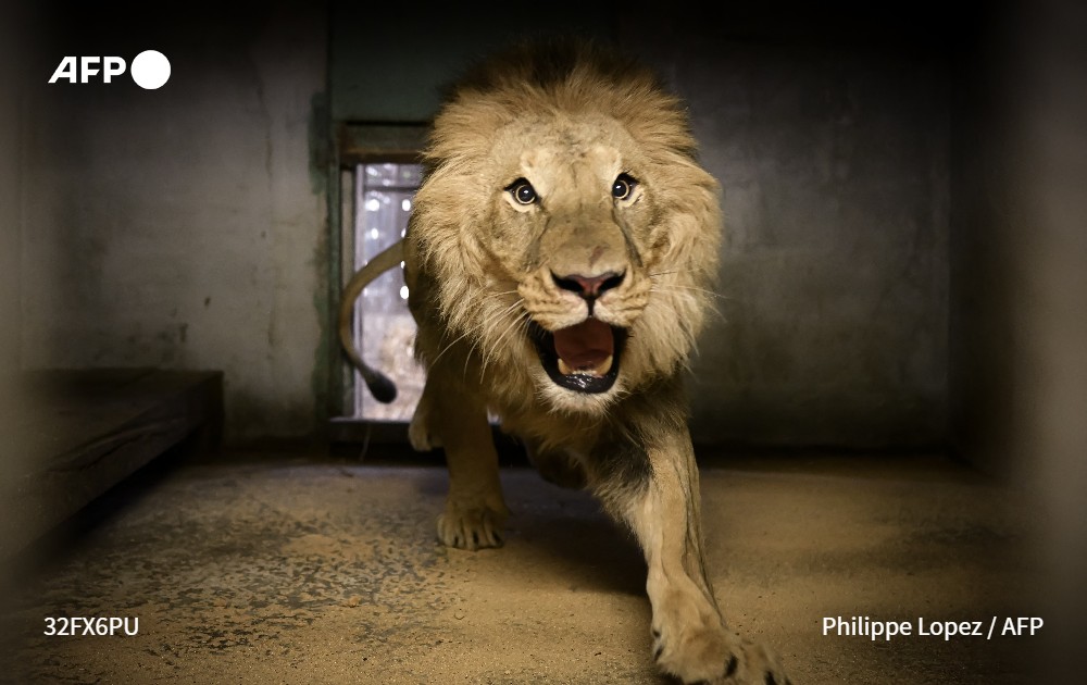 afpfr's tweet photo. Lions blancs, singes saki et autres occupants du zoo du bassin d'Arcachon regagnent peu à peu leurs pénates, deux semaines après leur évacuation en urgence lors des incendies qui ont ravagé en juillet près de 21.000 ha de forêts en Gironde #AFP
📷 @philippe_lopez https://t.co/Rh7Fb0iQ3O