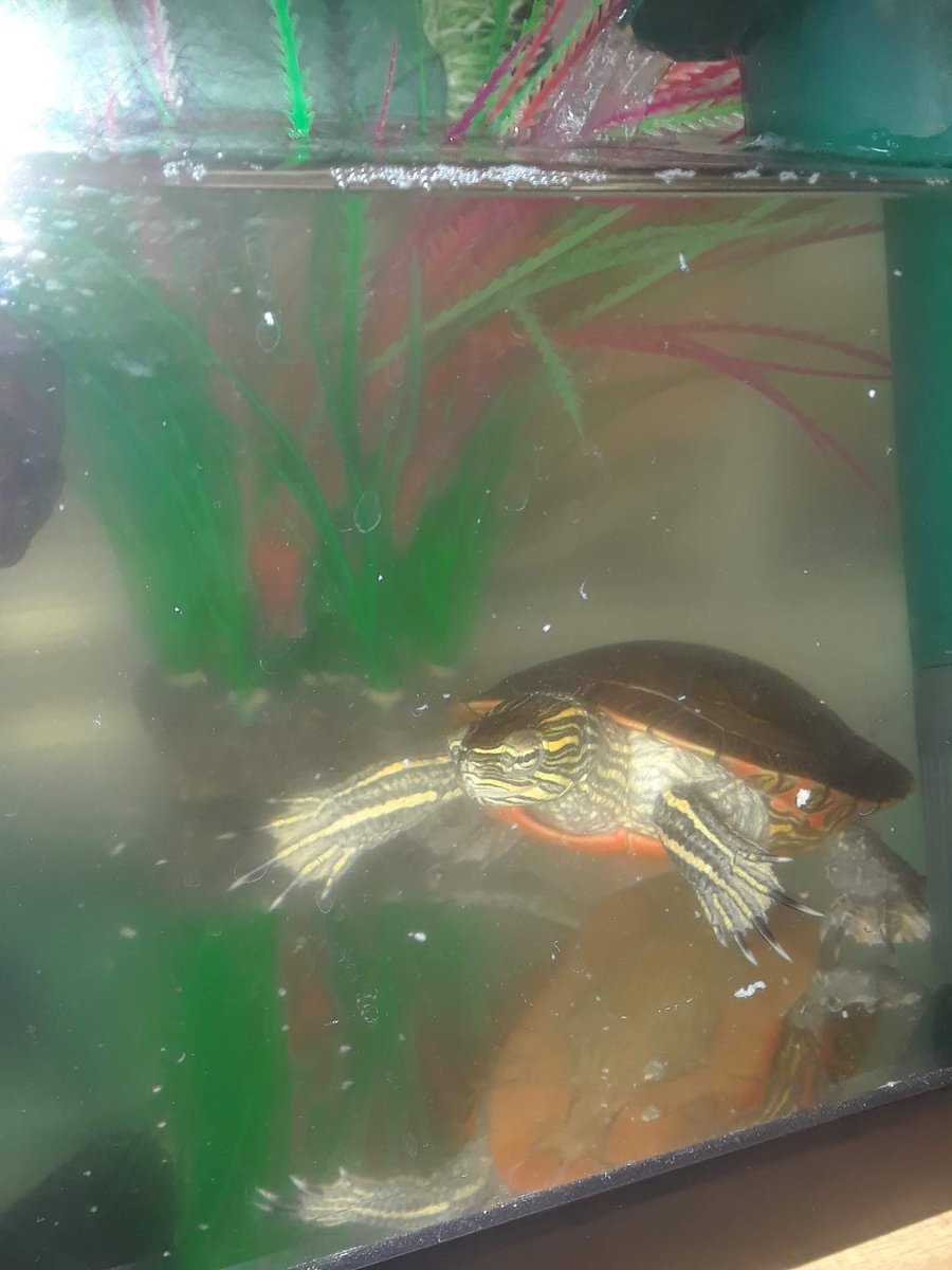 On the first day of kindergarten, our brand new scientists met our class pets. What do we notice about our bearded dragon, painted turtle, leopard geckos and hermit crabs? <a href="/BaggettTitans/">Baggett Titans</a>