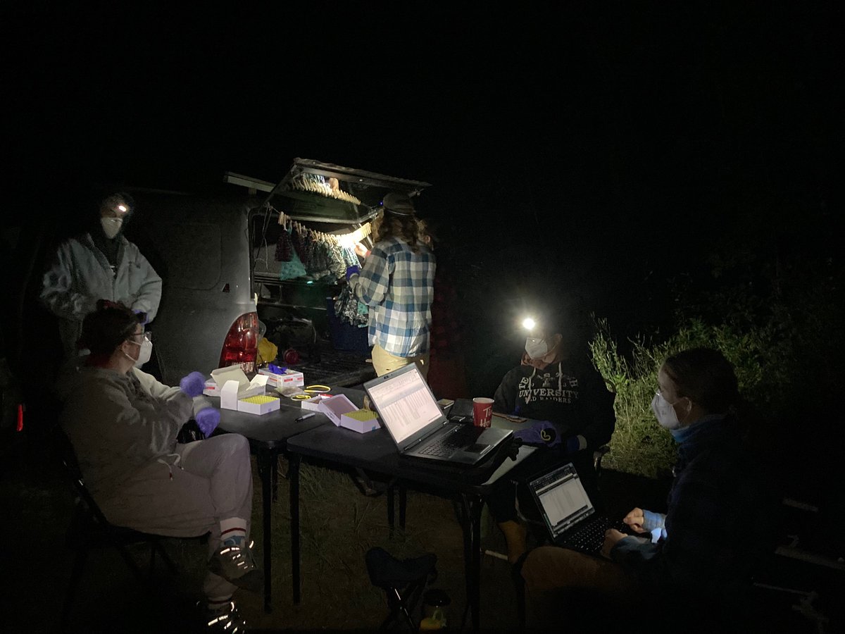 Christina_Davy's tweet photo. Perfect night!
#skyshark 🦇 swarming surveys kicked off briliantly: >240 captures in four hours; four #bat species, and samples collected for virus surveillance, and studies of demography, social behaviour, and regional migration. Could not have been better. ☺️ https://t.co/4hzrHdsFnq