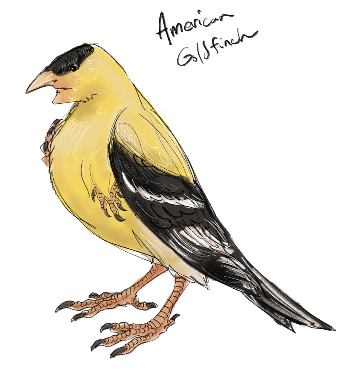 RozzieBot's tweet photo. idk how long i keep this up, but prepare for varying degrees of quality and uncanny valley #AvianAugust2022
Day 1: American Goldfinch https://t.co/fet7b3IBND