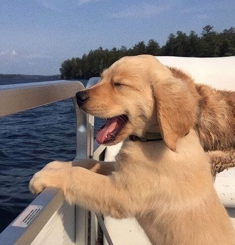 kpopsafespace's tweet photo. ・゜・　next, a puppy! (๑˃ᴗ˂)ﻭ　・゜．

the person who sent this, j-hope &amp; jimin, and this adorable dog really hope you're doing well right now and would like to send you big hugs and remind you that you are loved and adored (✿◠‿◠)

+ https://t.co/iXfOfO0B9N