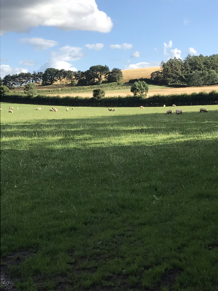 In the last 30yrs we’ve planted thousands of metre’s of hedgerows &amp; planted hundreds trees.livestock produced here all benefit from the biodiversity which ensures better quality beef &amp; lamb.#Farm24 <a href="/Morrisons/">Morrisons</a> #NetZero <a href="/Woodheads12/">Woodheads</a> <a href="/FarmersGuardian/">Farmers Guardian</a>