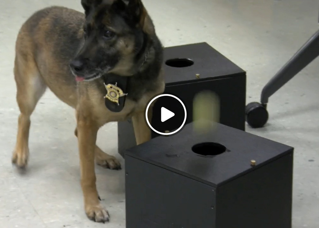 K-9 BSD tweet media