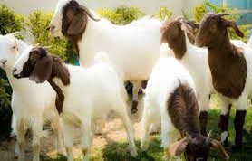 ibr_pppp's tweet image. #وش_سالفه_ذبايح_ابو_عبدالله