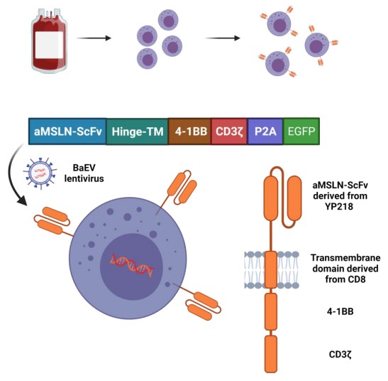 Cancer Immunology Research (@cir_aacr) on Twitter photo August #CIRCover! Read about how STING agonism affects NK cells in #mesothelioma and what that means for combination therapies, in this study by <a href="/KnelsonErik/">Erik Knelson MD PhD</a>, Paweletz, Bueno, Barbie et al.
bit.ly/3QnvFZZ
<a href="/ismailozgenc1/">Ismail Ozgenc</a> <a href="/natspicer6/">Nat Spicer</a> <a href="/romeerizwan/">Rizwan Romee</a> <a href="/DanaFarber/">Dana-Farber</a> August #CIRCover! Read about how STING agonism affects NK cells in #mesothelioma and what that means for combination therapies, in this study by <a href="/KnelsonErik/">Erik Knelson MD PhD</a>, Paweletz, Bueno, Barbie et al.
bit.ly/3QnvFZZ
<a href="/ismailozgenc1/">Ismail Ozgenc</a> <a href="/natspicer6/">Nat Spicer</a> <a href="/romeerizwan/">Rizwan Romee</a> <a href="/DanaFarber/">Dana-Farber</a>