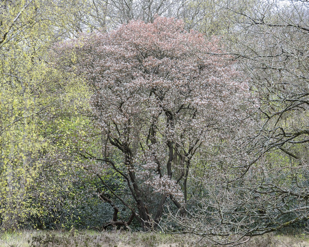 A tree in full blossom, last spring. #NaturePhotography